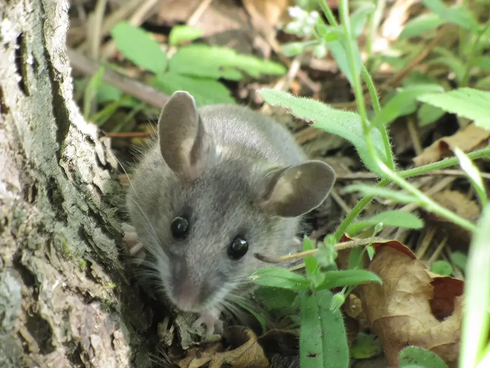 A deer mouse with big ears among leaves