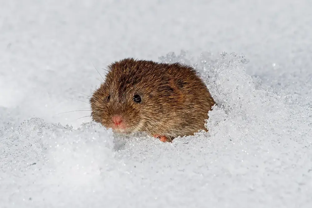 A meadow vole coming out of a snow tunnel